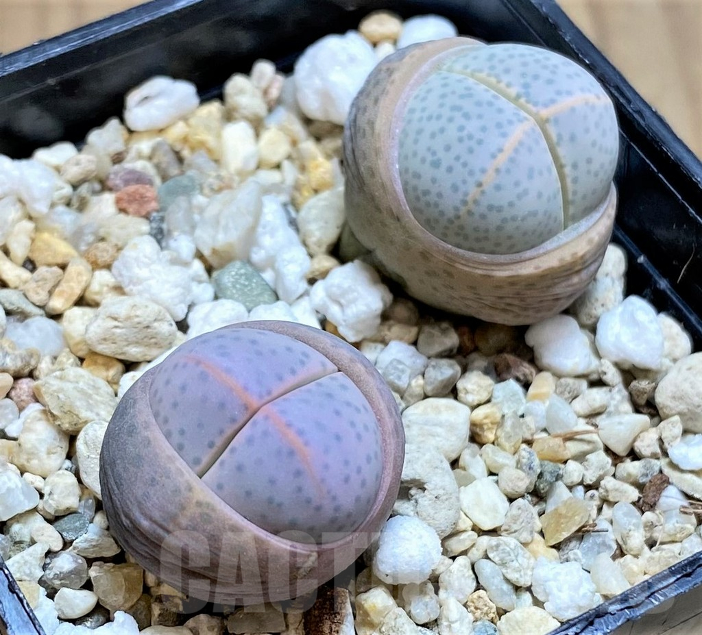 SHPR31871 Dinteranthus wilmotianus -Geelkop-, 2 plants