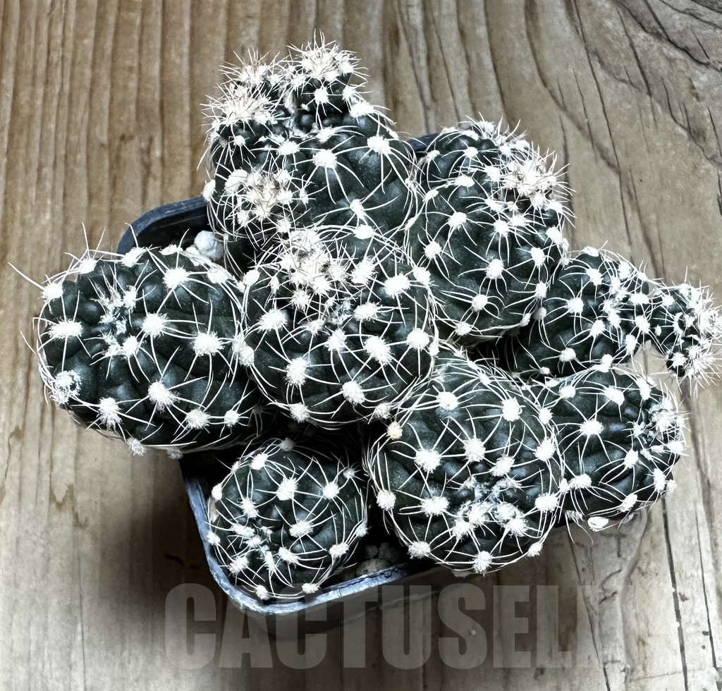 SHPR31845 Gymnocalycium bruchii v. albispinum - Image 2