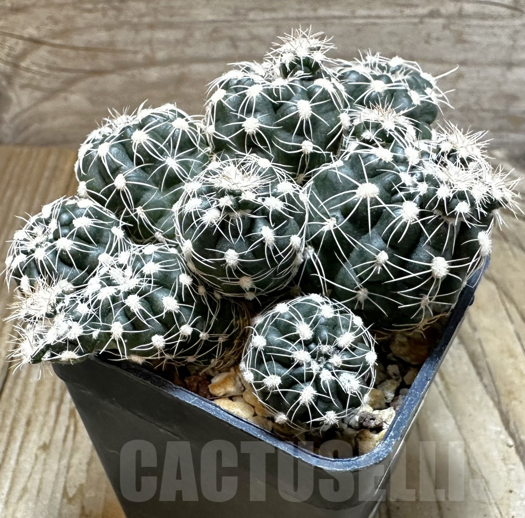 SHPR31845 Gymnocalycium bruchii v. albispinum - Image 3