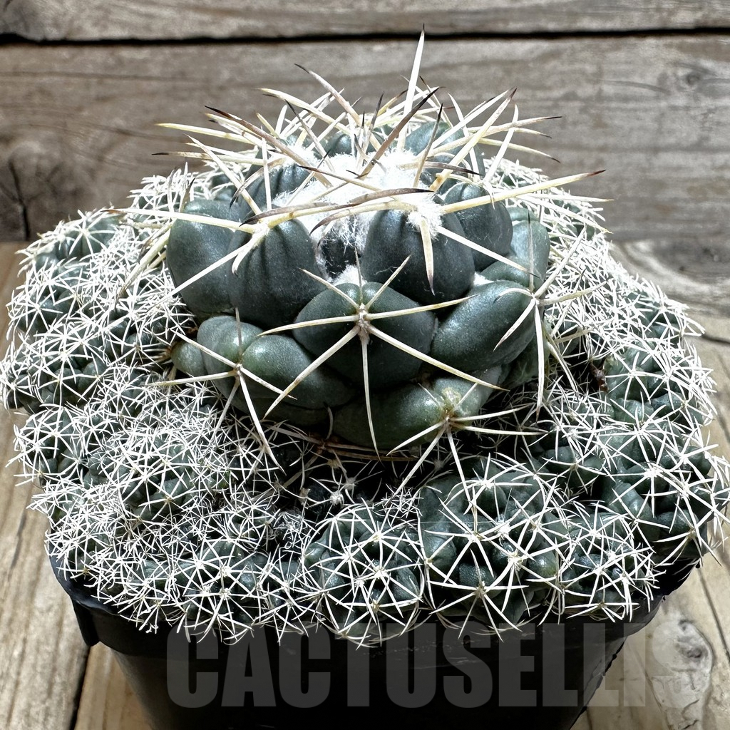 SHPR31641 Coryphantha sulcolanata - Image 2