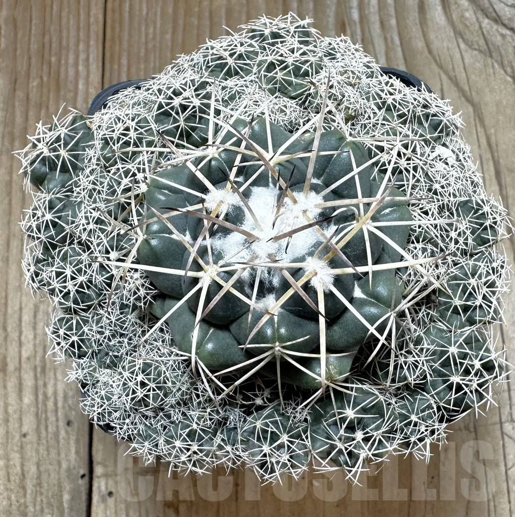 SHPR31641 Coryphantha sulcolanata - Image 3