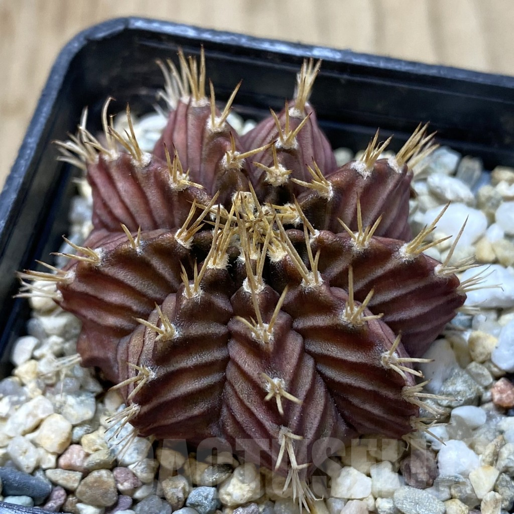 SHPR32841 Gymnocalycium mihanovichii ‘Tossagon’
