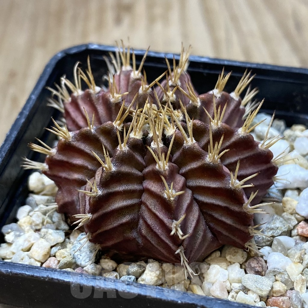 SHPR32841 Gymnocalycium mihanovichii ‘Tossagon’ - Image 2