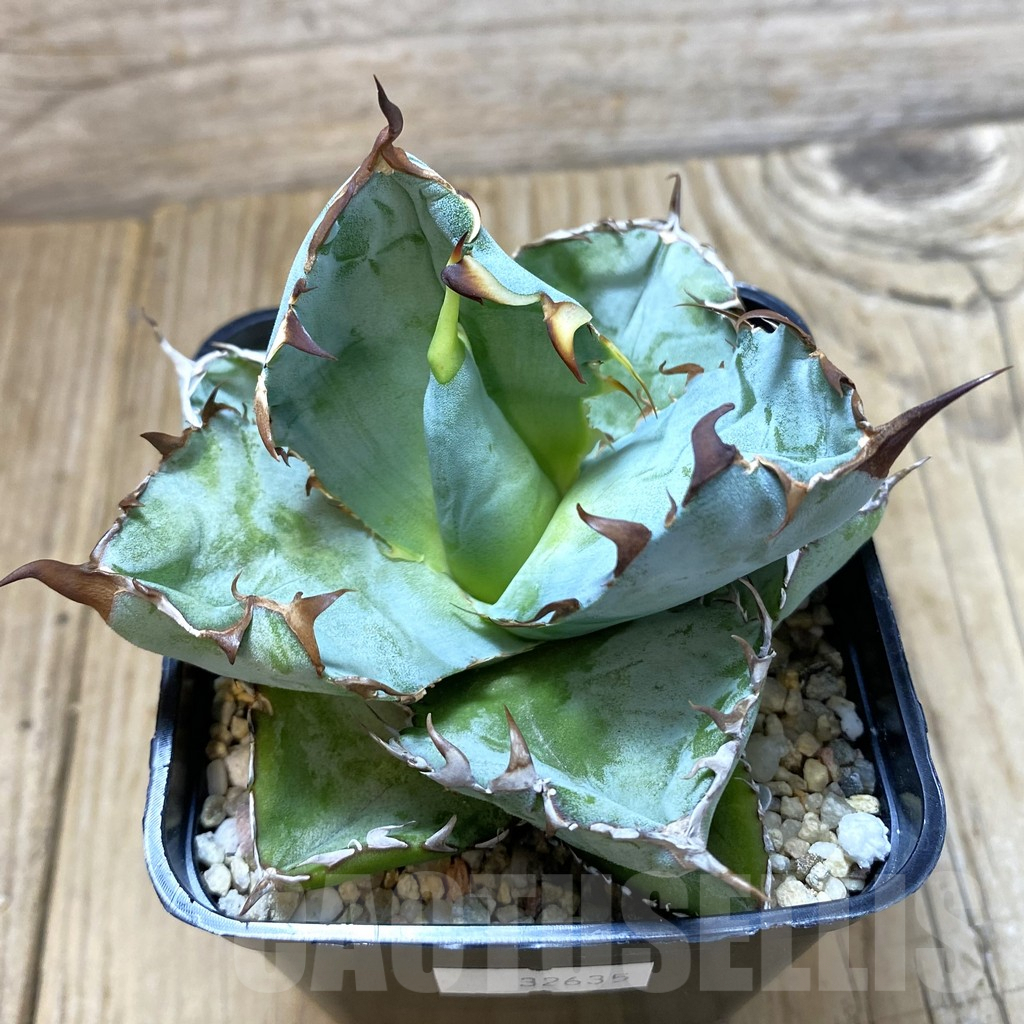 SHPR32635 Agave titanota 'Black and Blue'