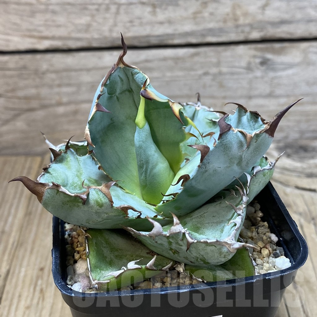 SHPR32635 Agave titanota 'Black and Blue' - immagine 2