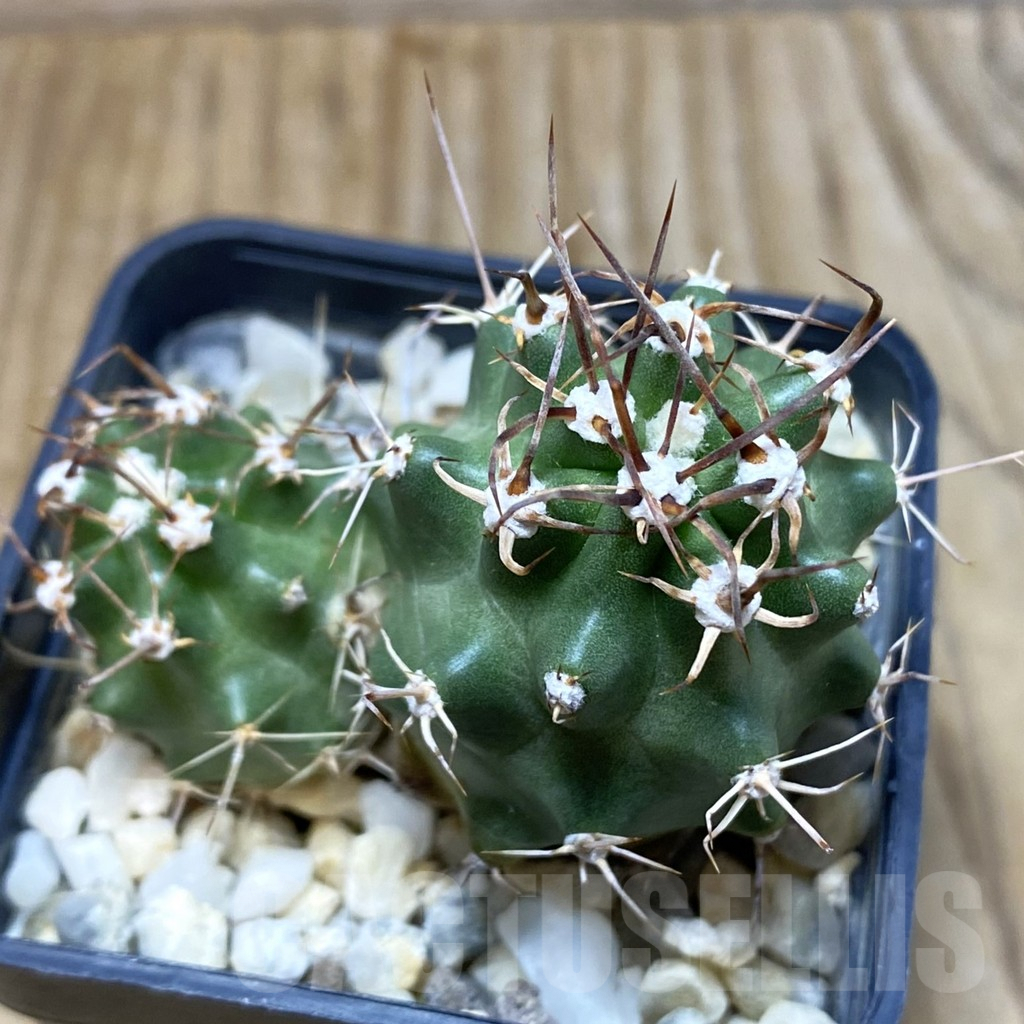 SH3306 Echinocereus triglochidiatus v. inermis