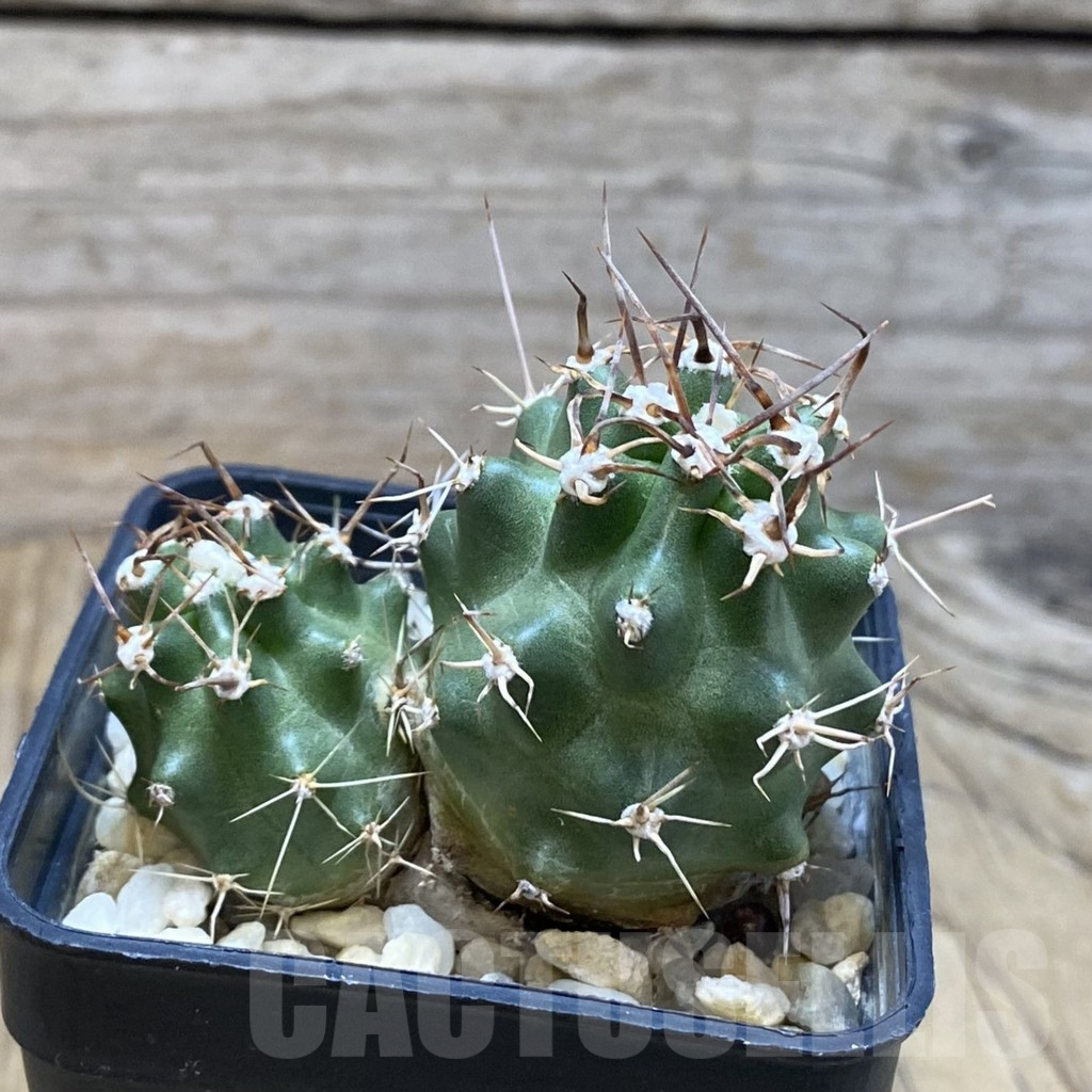 SH3306 Echinocereus triglochidiatus v. inermis - Image 2