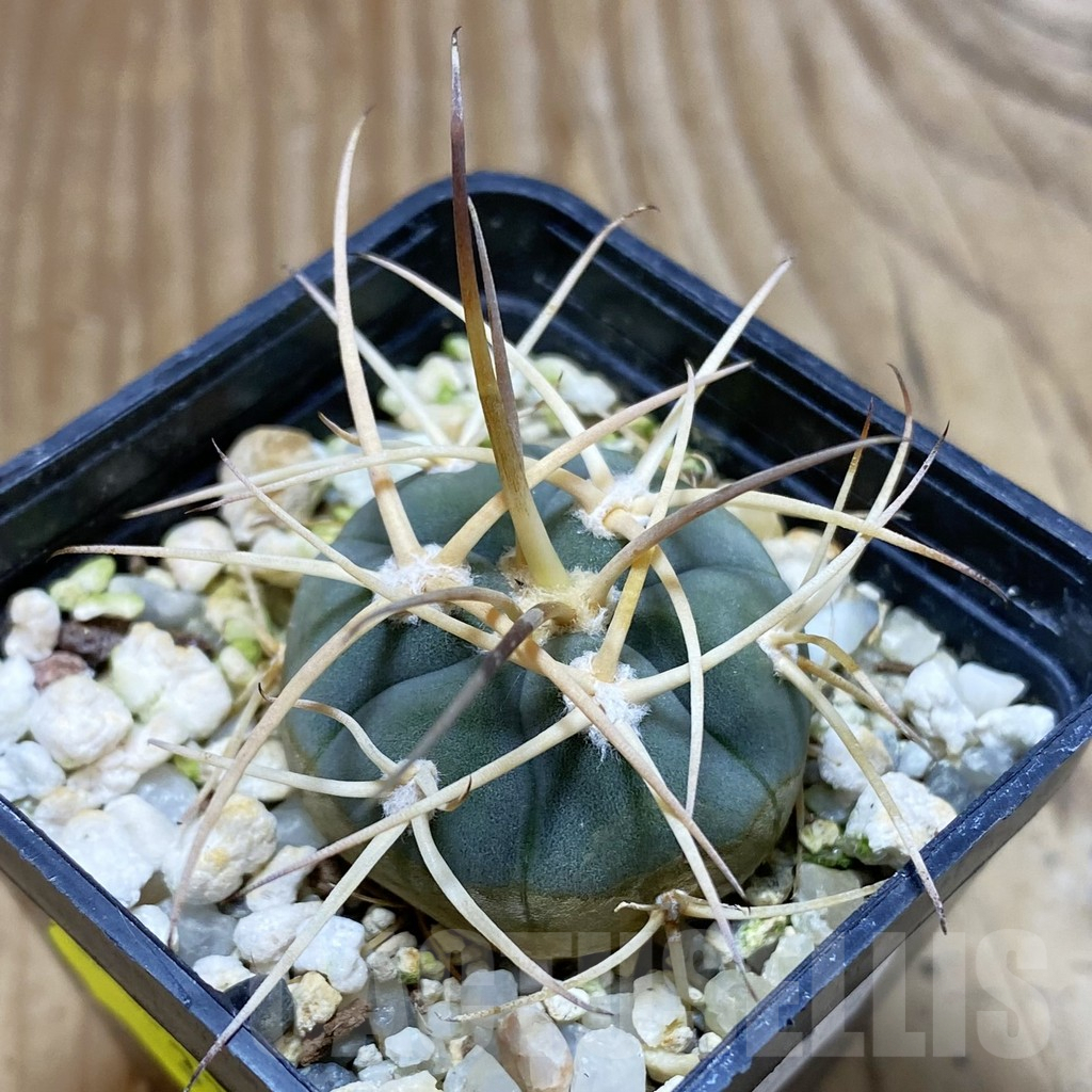 SH3321 Gymnocalycium cardenasianum
