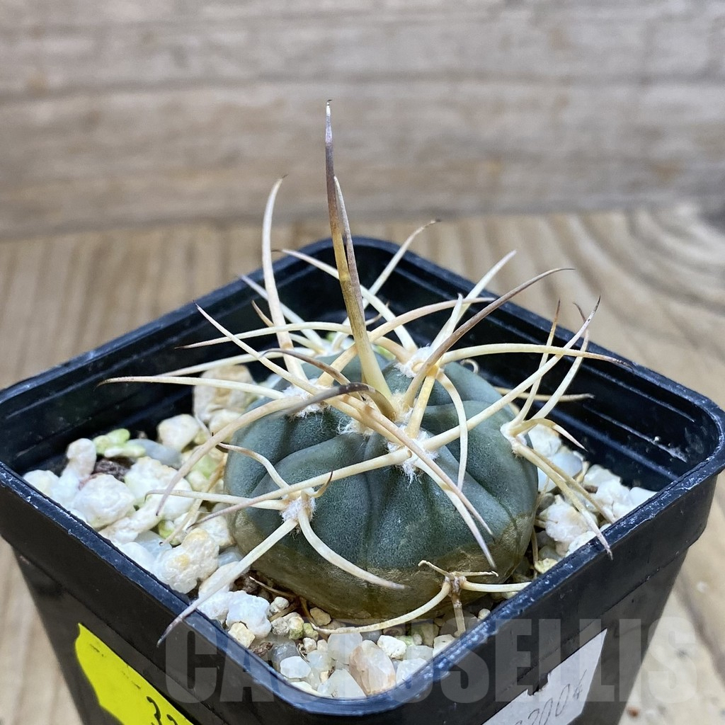 SH3321 Gymnocalycium cardenasianum – Image 2