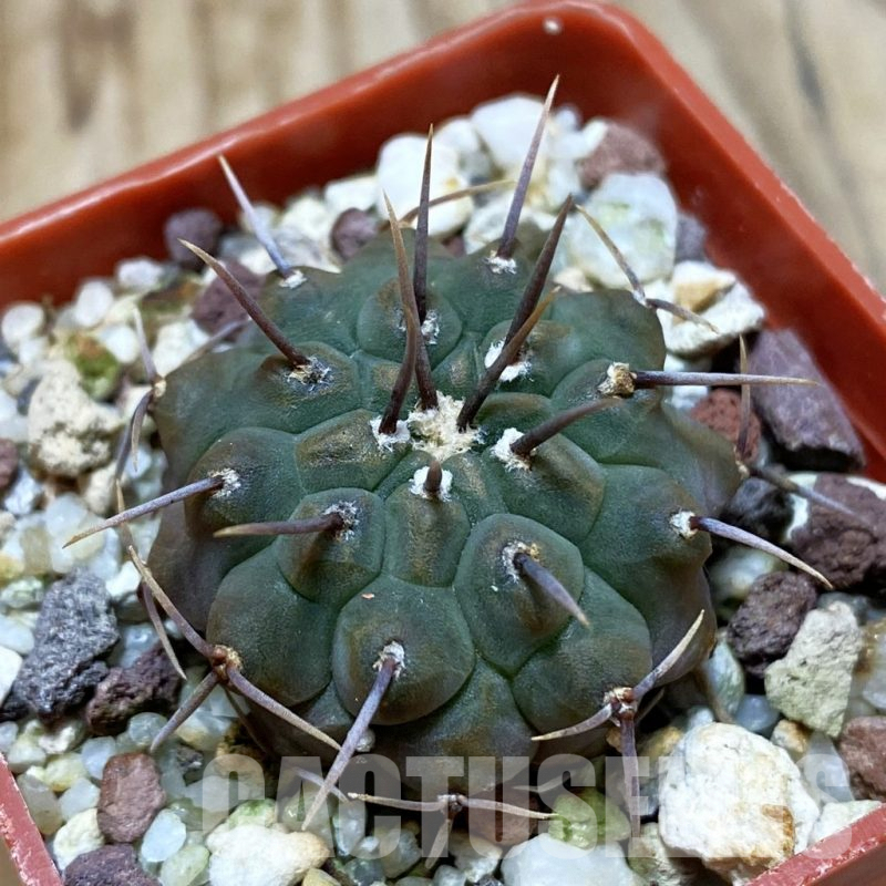 SH3323 Gymnocalycium vatteri -Uno spines-