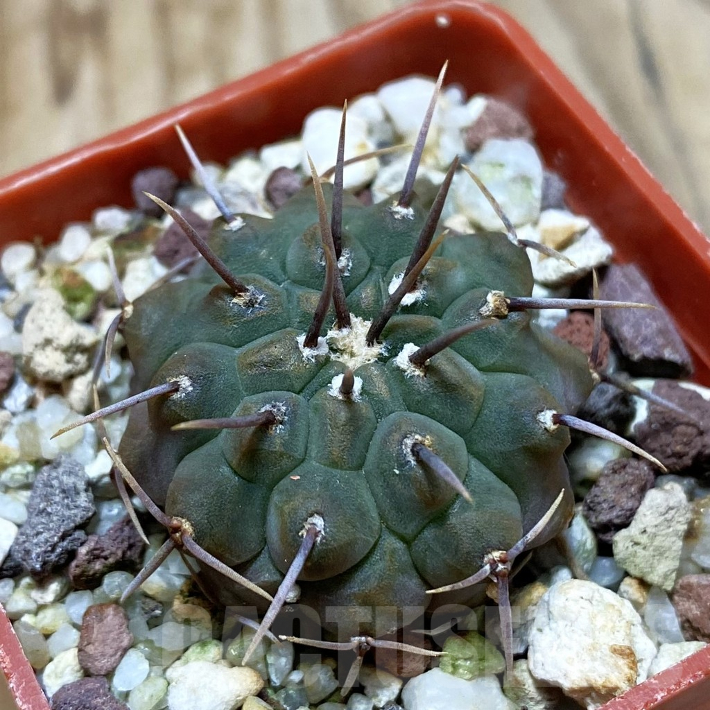SH3323 Gymnocalycium vatteri -Uno spines-