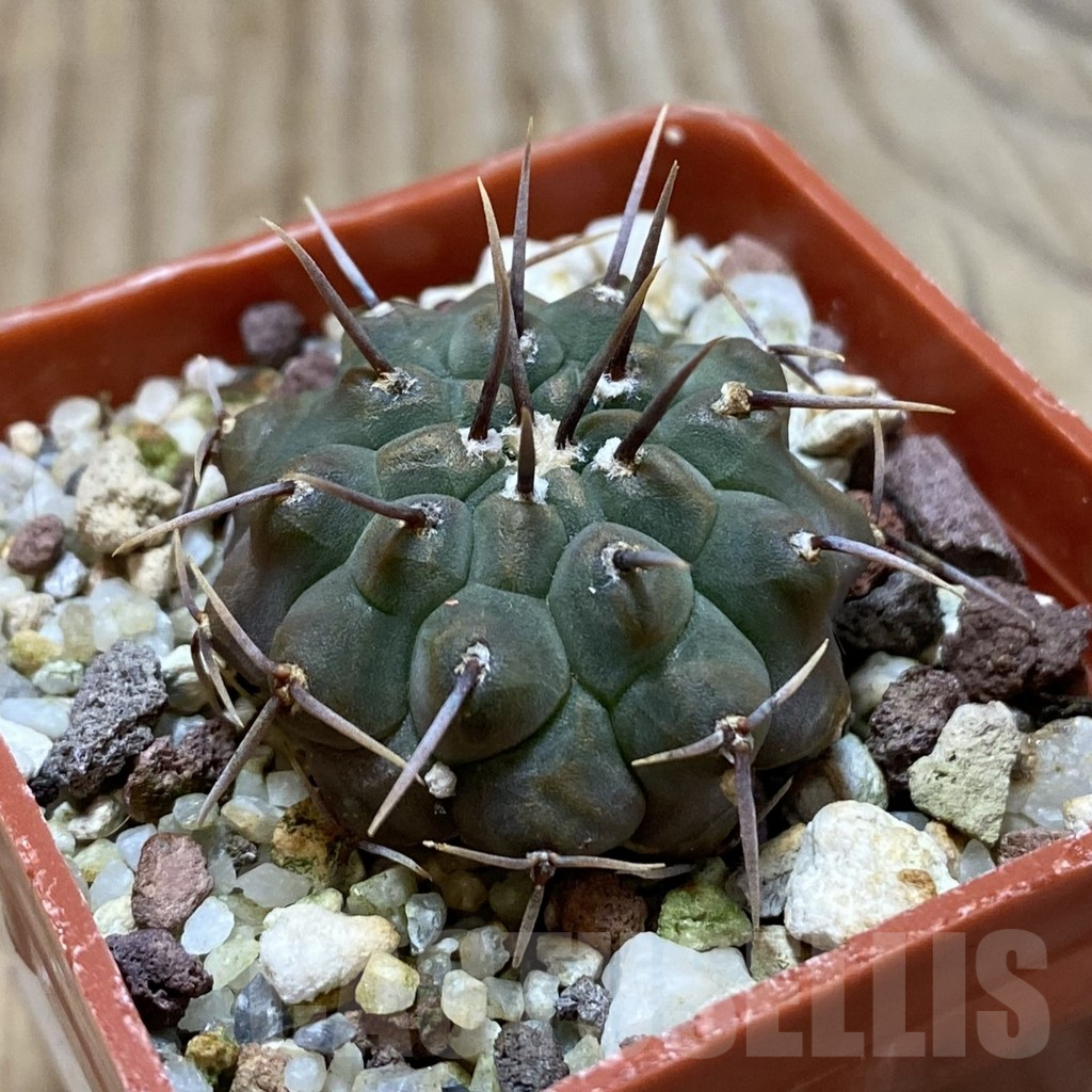 SH3323 Gymnocalycium vatteri -Uno spines- - Image 2