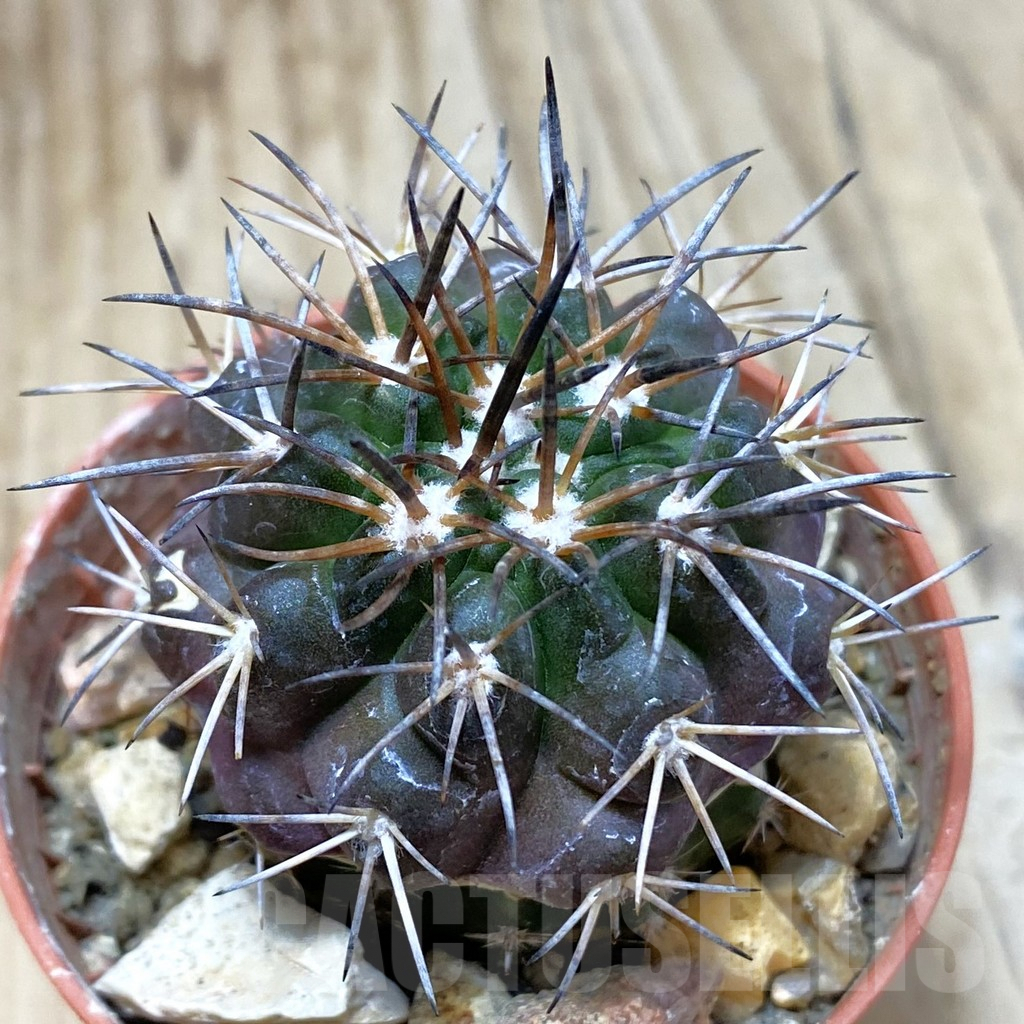 SH3463 Copiapoa coquimbana v. alticostata GCG 15005 B , grafted