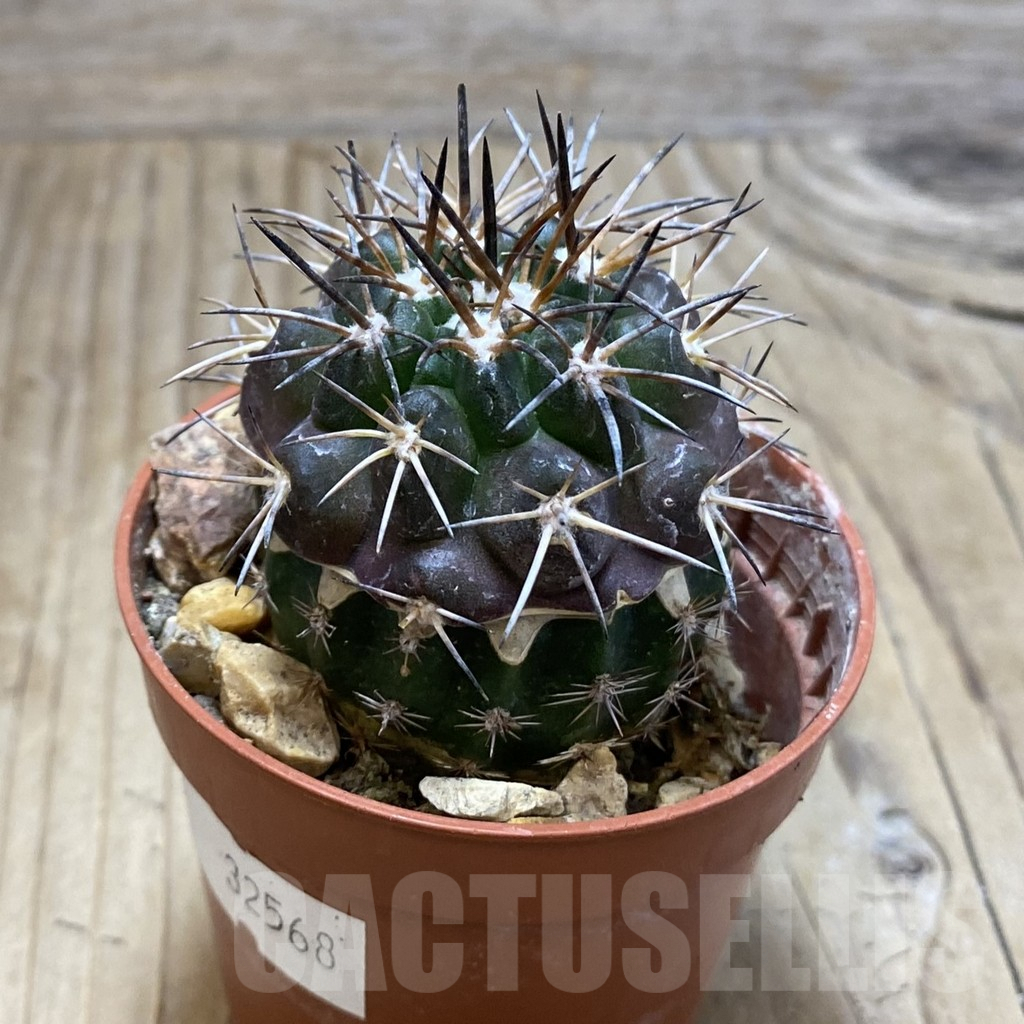 SH3463 Copiapoa coquimbana v. alticostata GCG 15005 B , grafted - Image 2