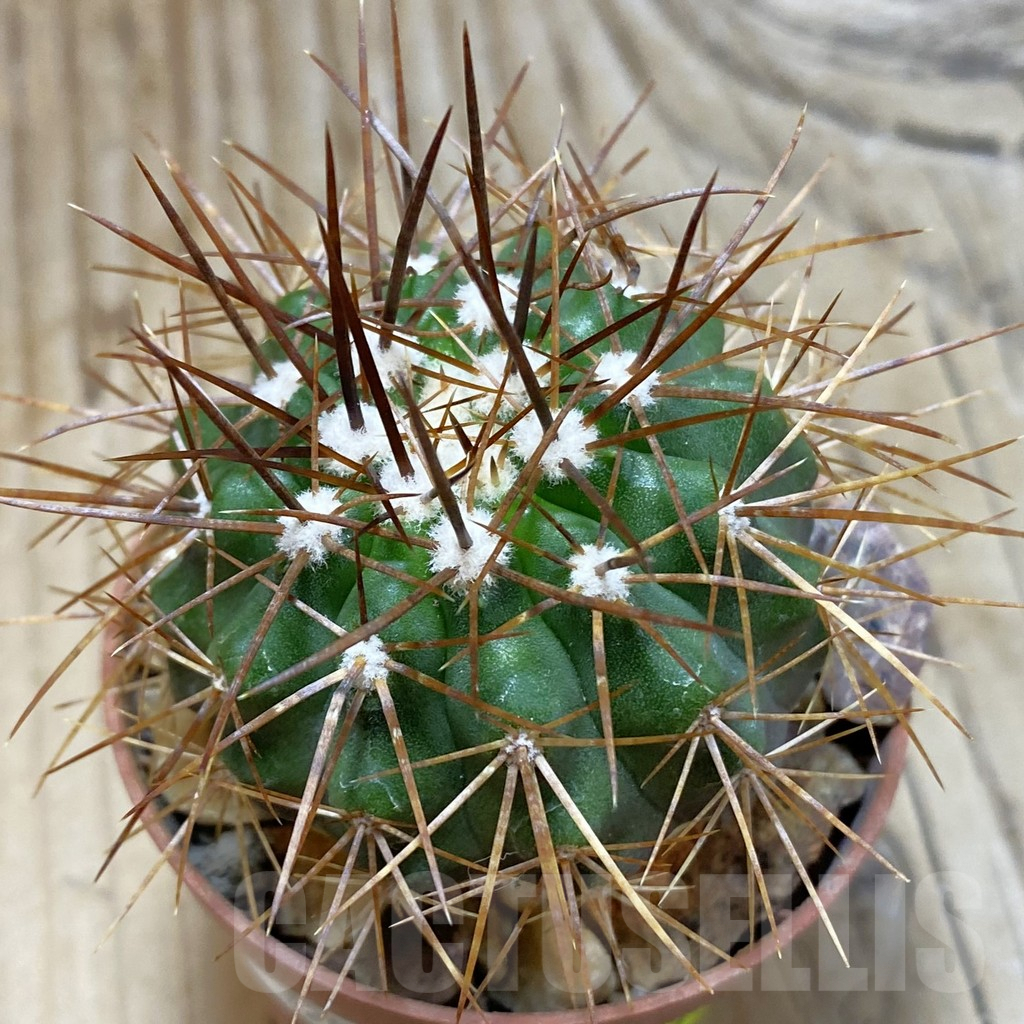 SH3466 Copiapoa calderana v. spinosior GCG 15019 , grafted