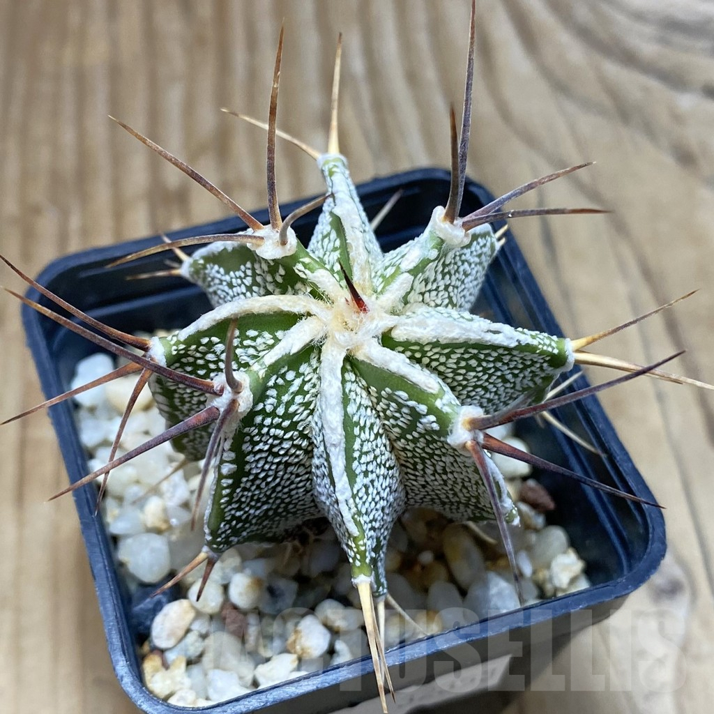 SH3473 Astrophytum ornatum hybrid