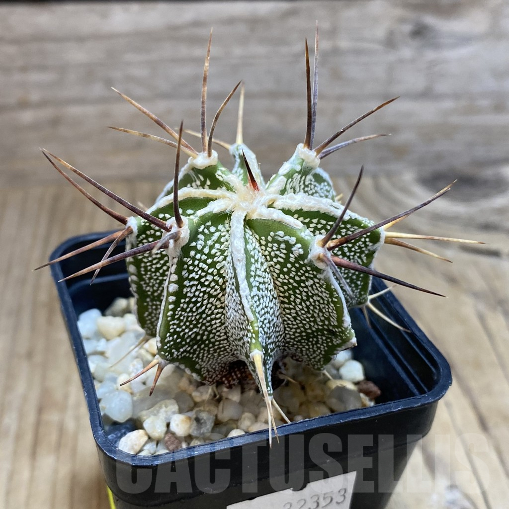 SH3473 Astrophytum ornatum hybrid - Зображення 2