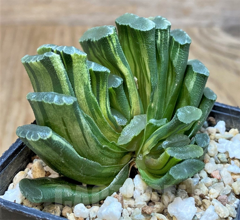 SHPR31925 Haworthia truncata f. variegata