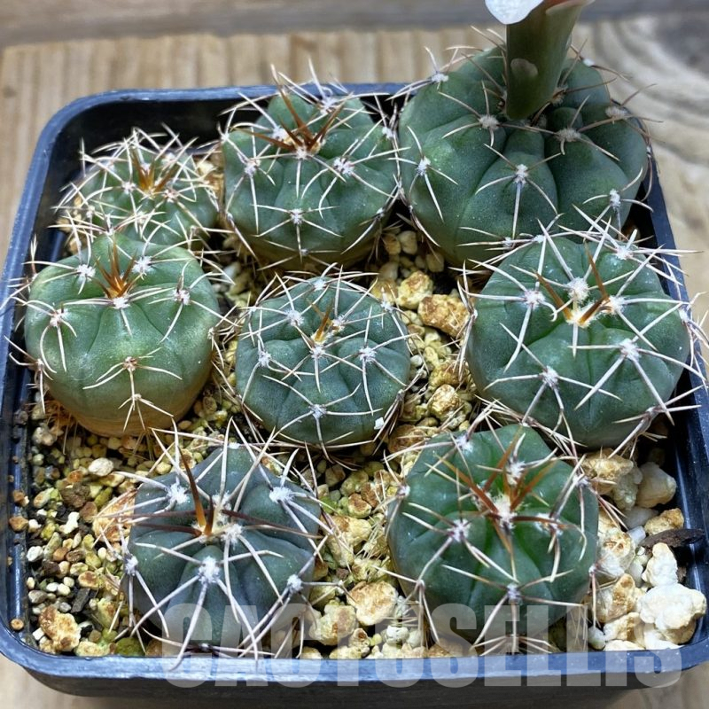 SH4138 Gymnocalycium mucidum, 8 plants