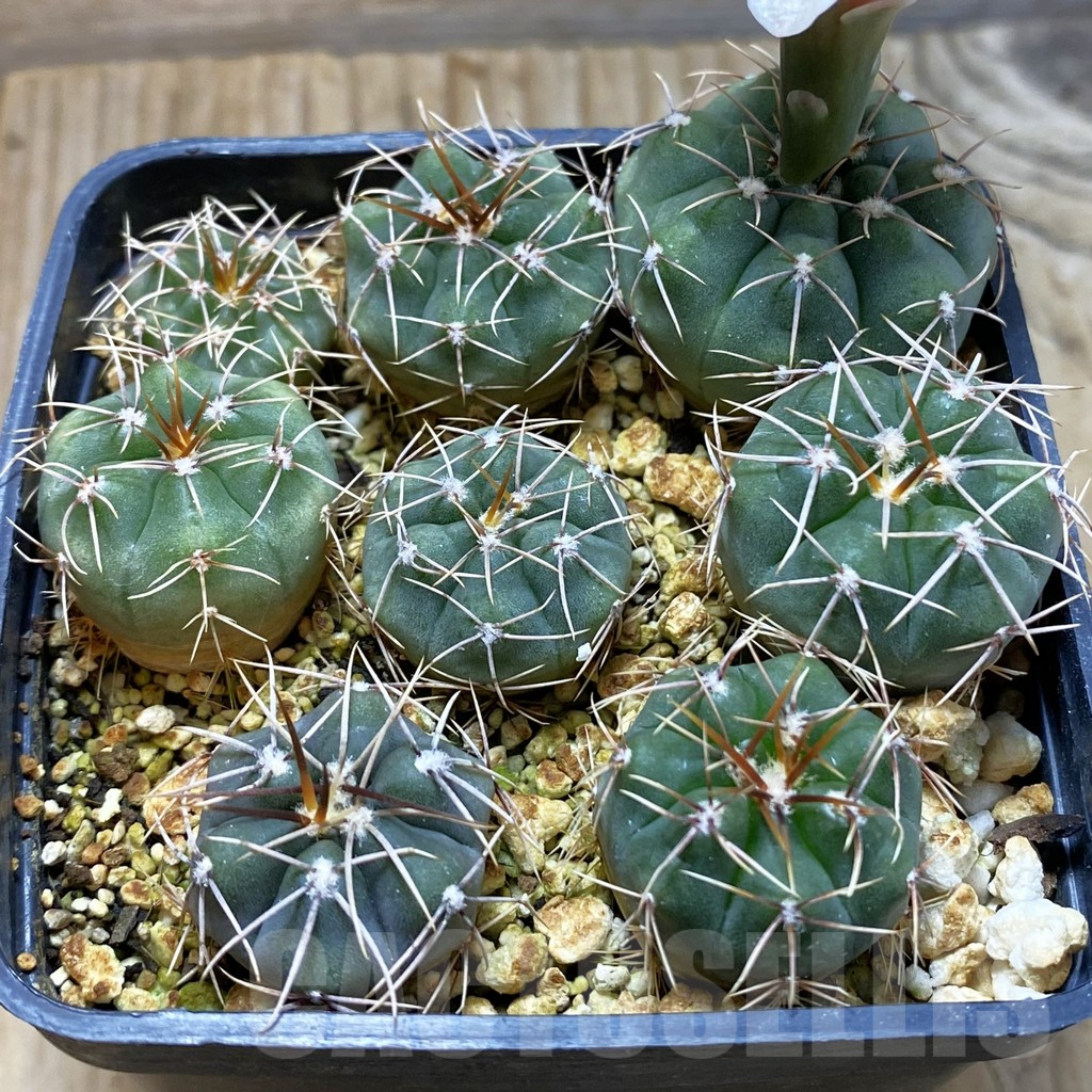 SH4138 Gymnocalycium mucidum, 8 plants