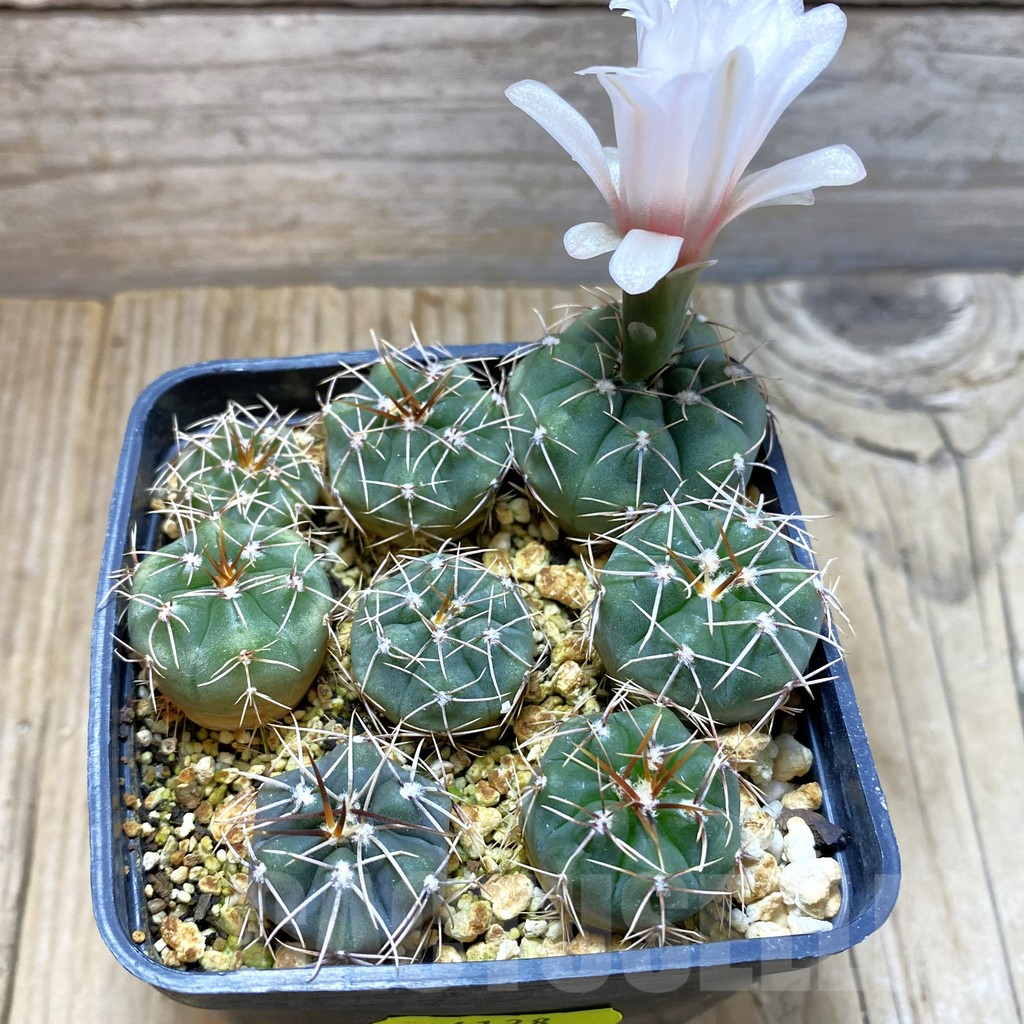 SH4138 Gymnocalycium mucidum, 8 plants - Obrázek 2