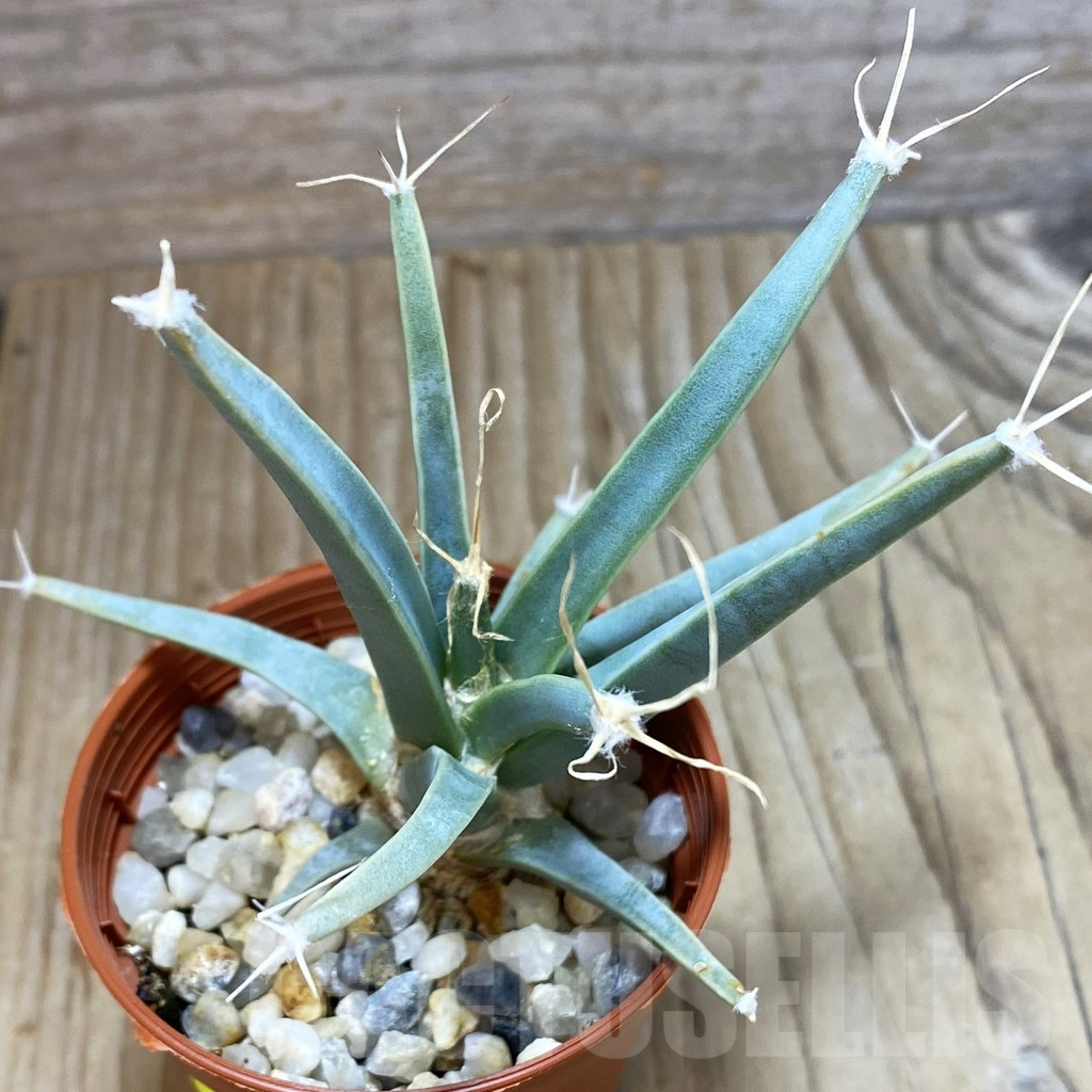 SHND4610 Leuchtenbergia principis