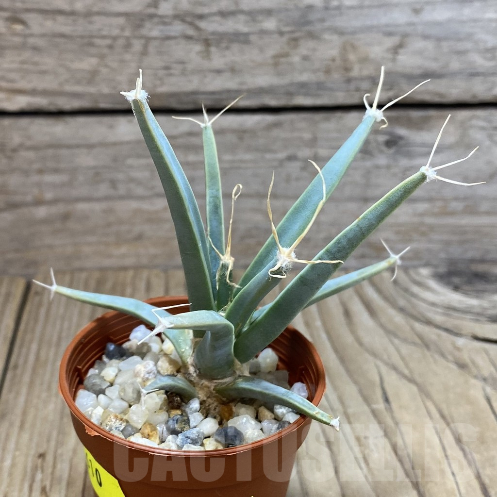 SHND4610 Leuchtenbergia principis - Зображення 2