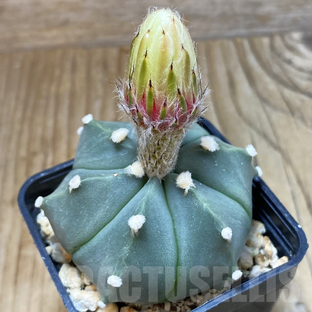 SH4746 Astrophytum asterias hybrid