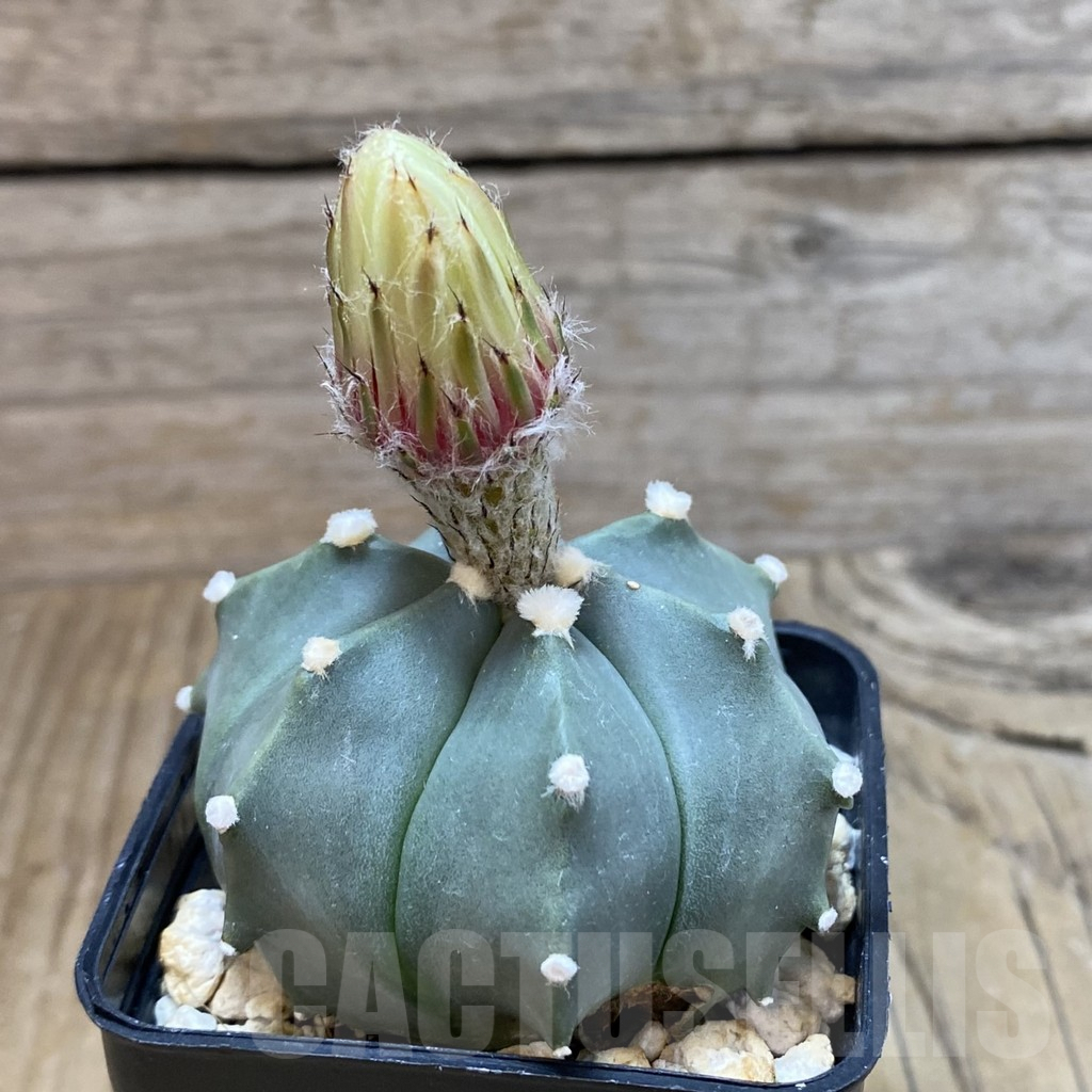 SH4746 Astrophytum asterias hybrid - Imagen 2