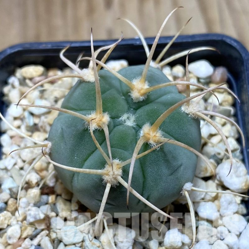 SH4860 Gymnocalycium bayrianum VG639