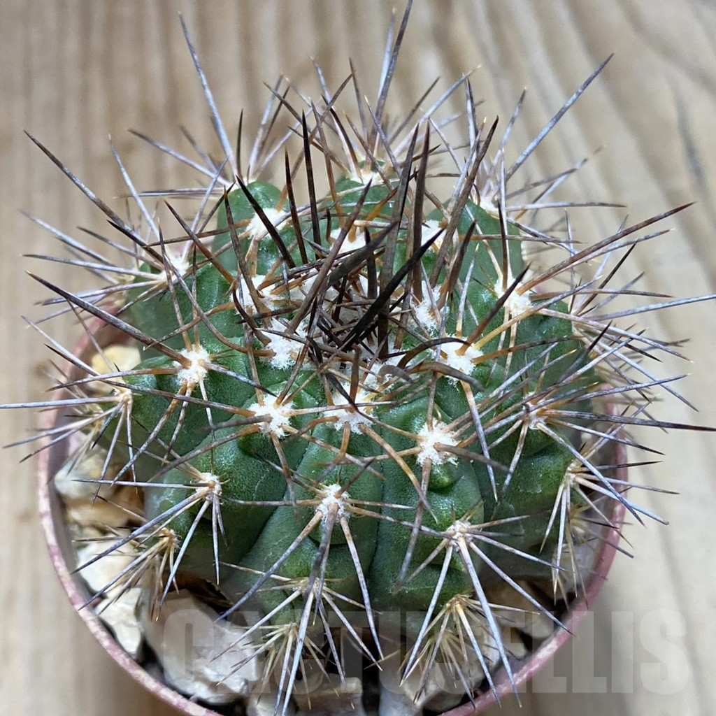 SH4861 Copiapoa calderana v. spinosior GCG 15019 , grafted