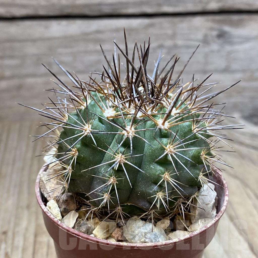 SH4861 Copiapoa calderana v. spinosior GCG 15019 , grafted - Image 2