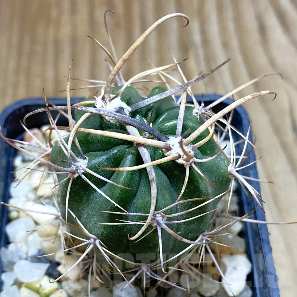 SH5600 Lobivia ferox VG 608