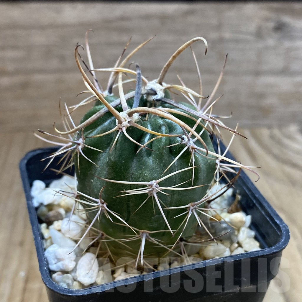 SH5600 Lobivia ferox VG 608 - immagine 2