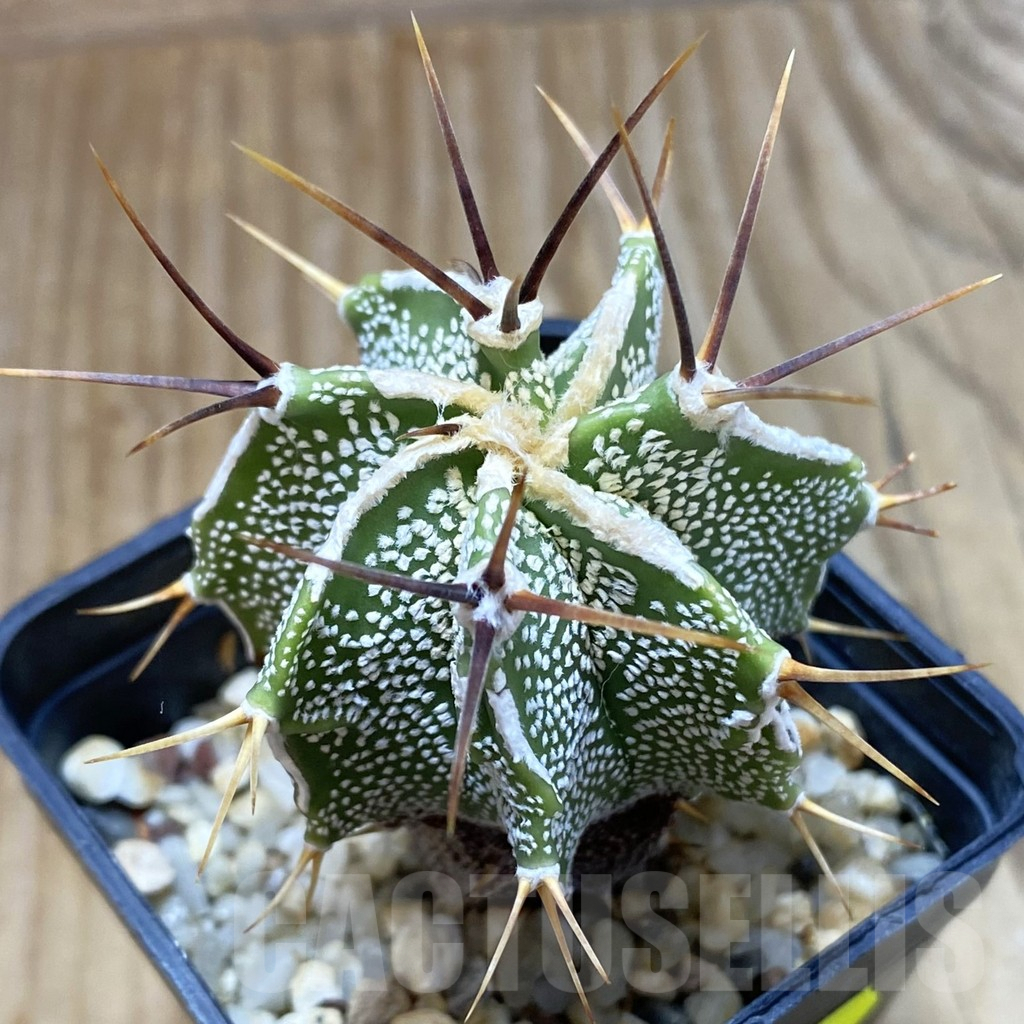 SH5602 Astrophytum ornatum hybrid