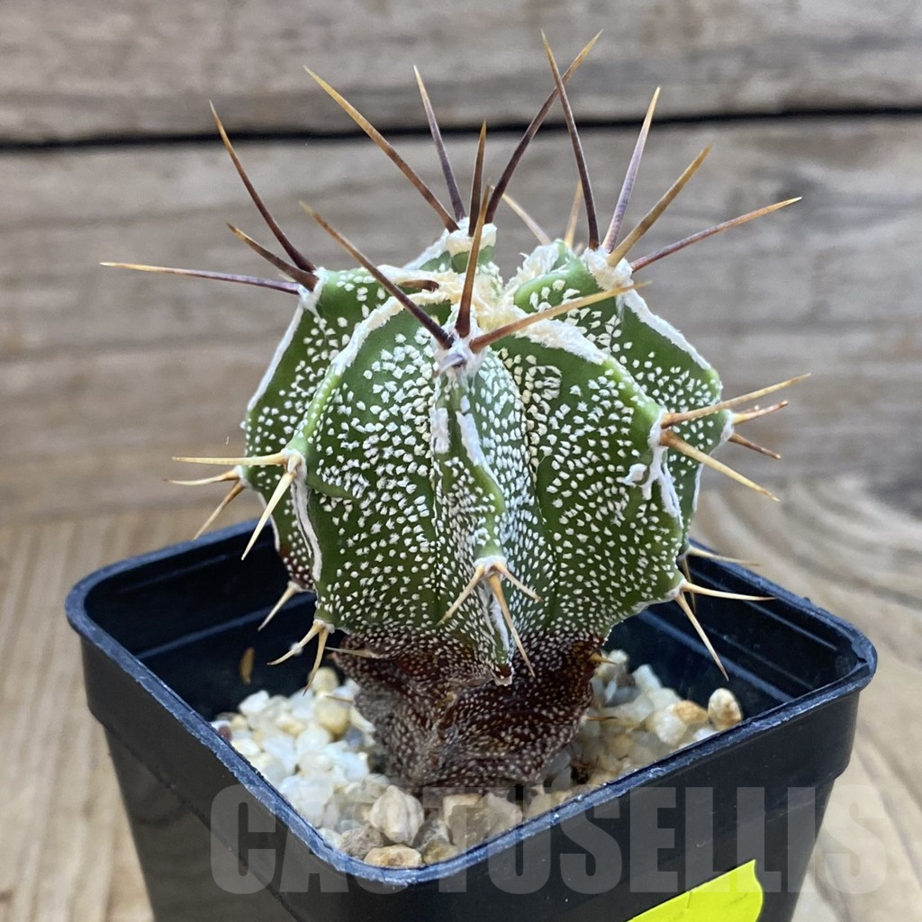 SH5602 Astrophytum ornatum hybrid - Image 2