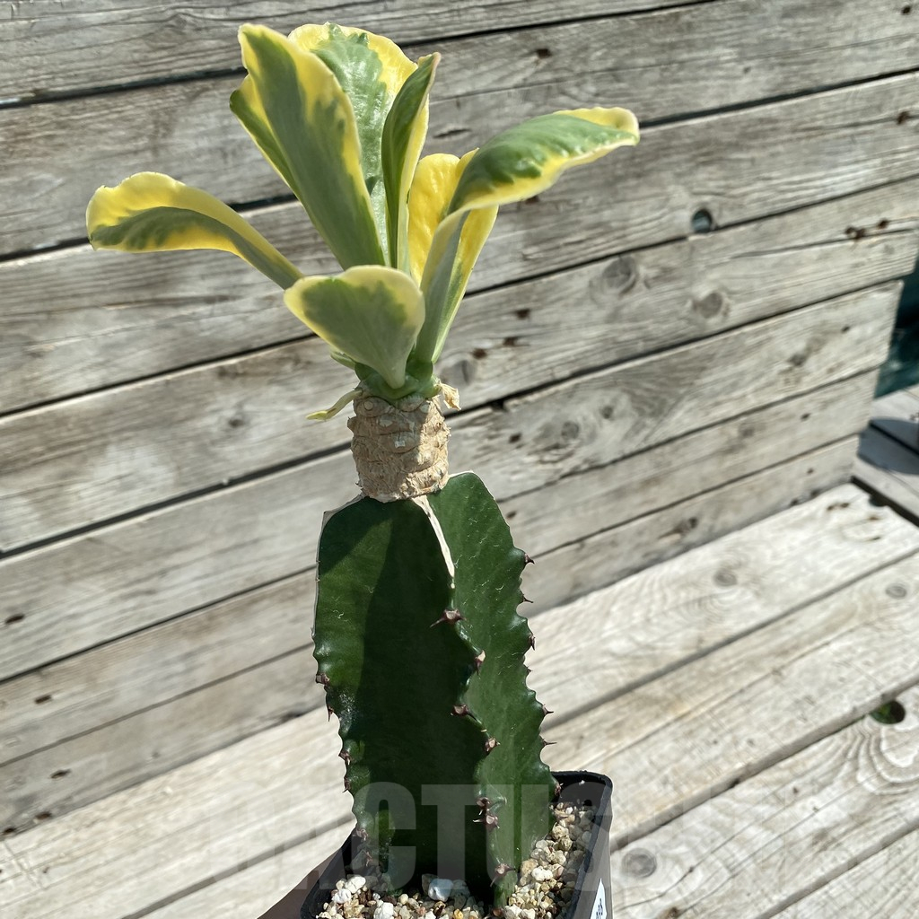 SH12098 Euphorbia poissonii f. variegata, grafted - Image 2