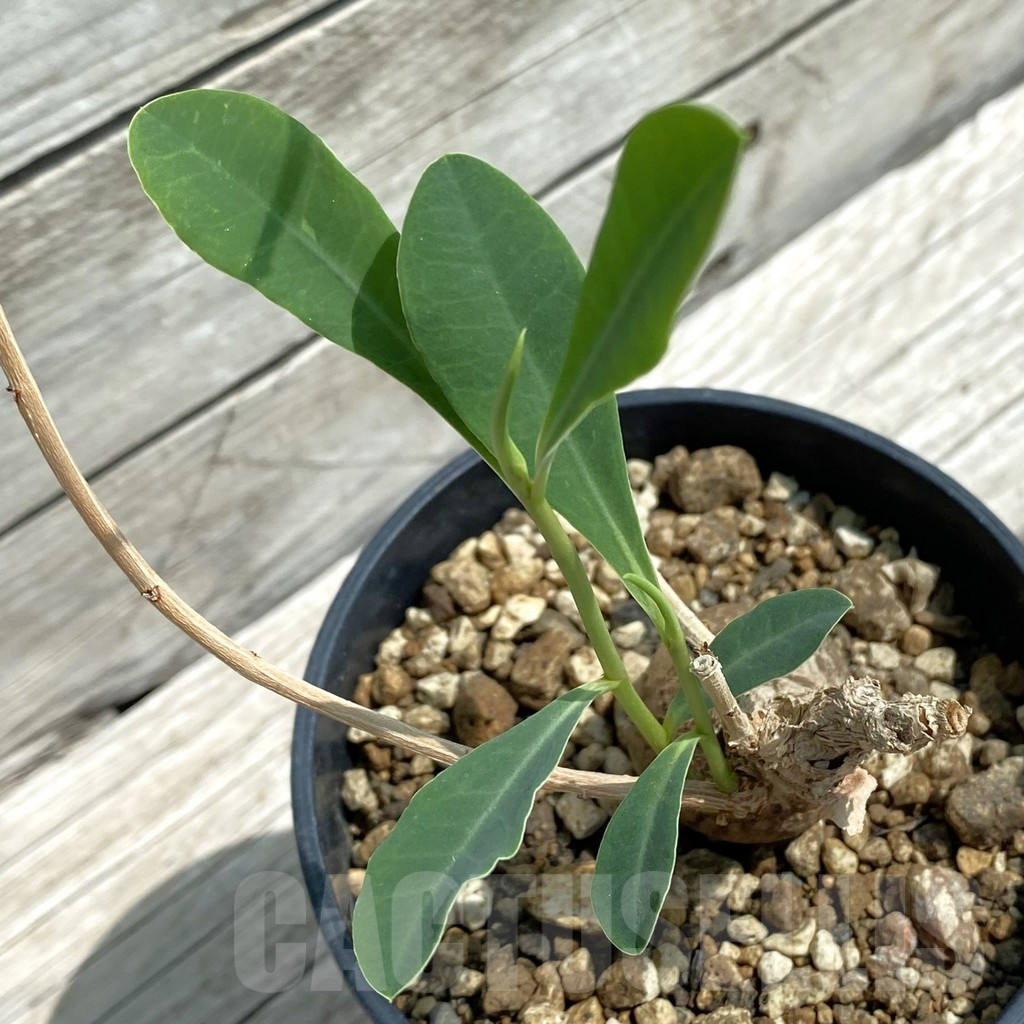 SH12115 Euphorbia aff. specksii ES22880