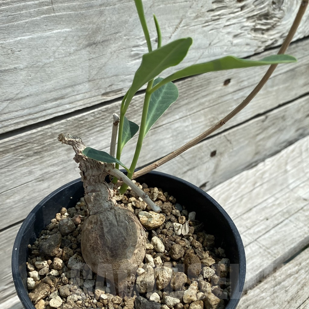SH12115 Euphorbia aff. specksii ES22880 - Image 2