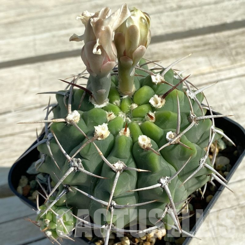 SH13497 Gymnocalycium vatteri, old 12 years