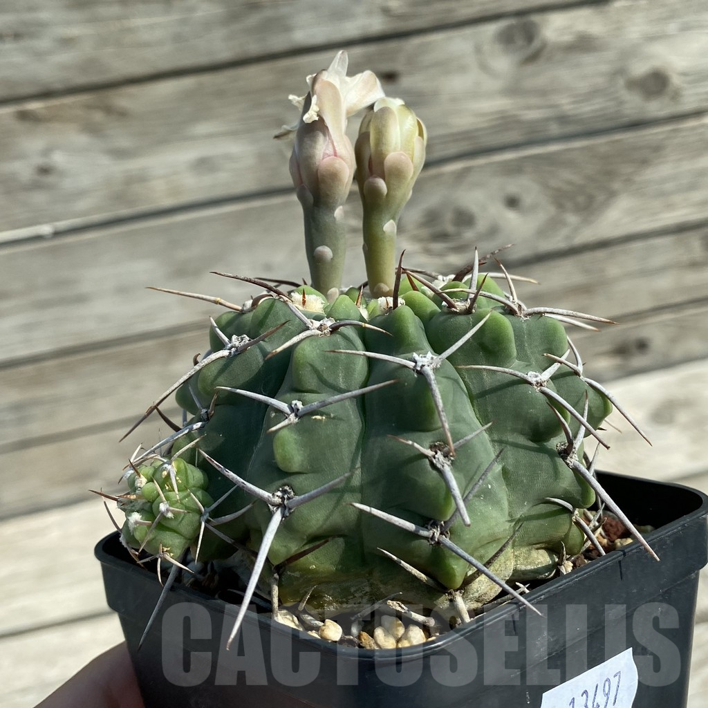 SH13497 Gymnocalycium vatteri, old 12 years - immagine 2