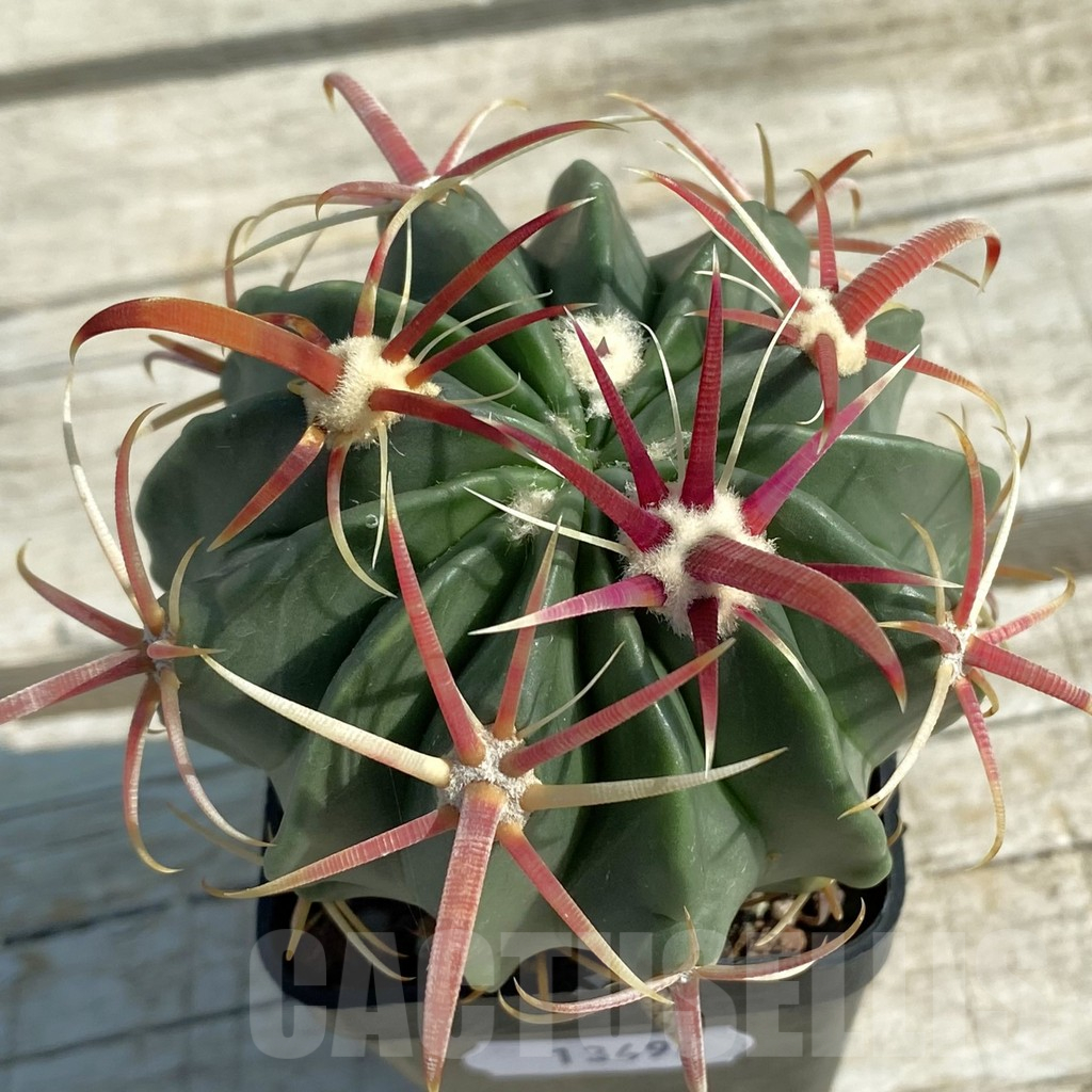 SH13498 Ferocactus latispinus