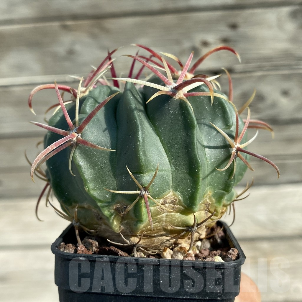 SH13498 Ferocactus latispinus - immagine 2