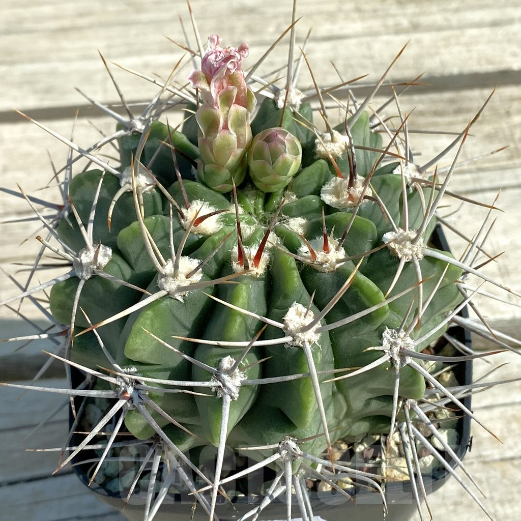 SH13500 Gymnocalycium aff. valnicekianum, old 10 years