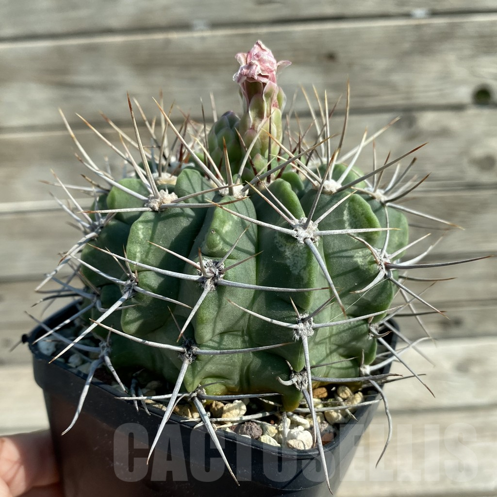 SH13500 Gymnocalycium aff. valnicekianum, old 10 years - immagine 2