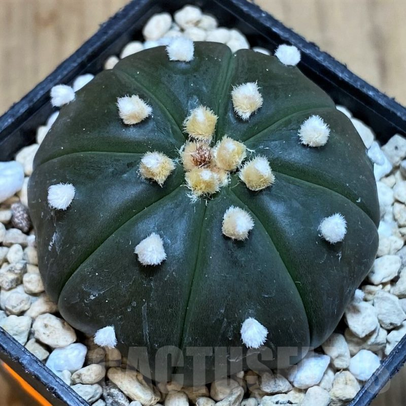 SH1443 Astrophytum asterias ‘Purple Skin’
