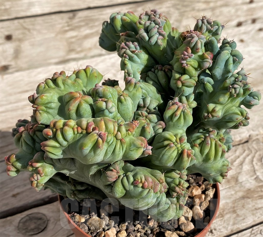 SH1456 Myrtillocactus geometrizans f. cristata - immagine 2