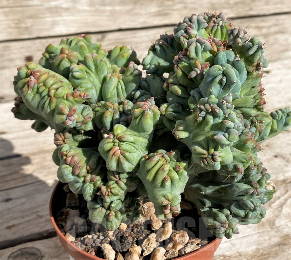 SH1456 Myrtillocactus geometrizans f. cristata