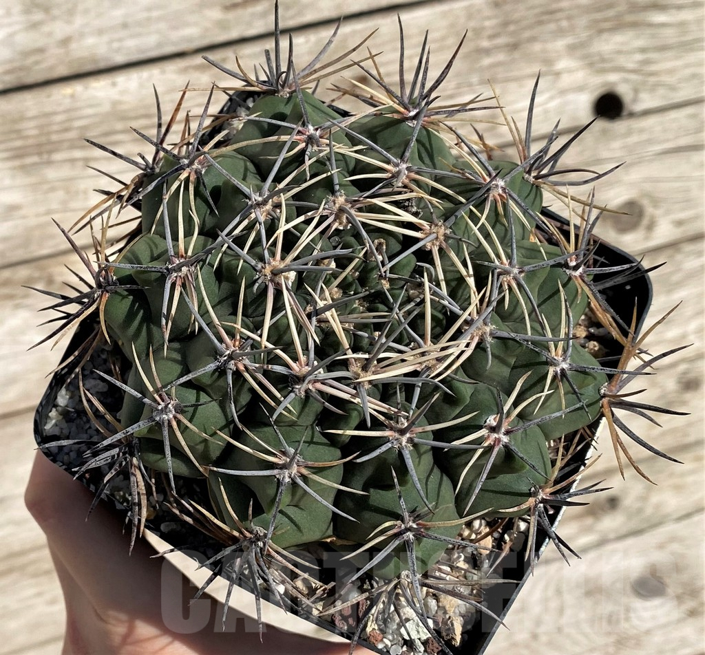 SH1458 Gymnocalycium bicolor , old 18 years