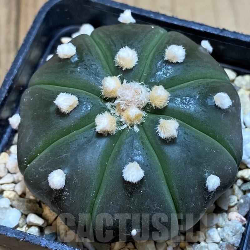 SH1442 Astrophytum asterias ‘Purple Skin’